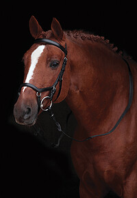 Rambo Micklem Competition Bridle  