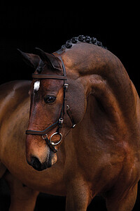 Rambo Micklem Competition Bridle Pony 