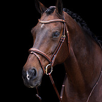 HV Polo Bridle deluxe Legacy  