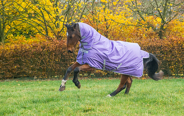 Bucas Freedom TO 150/150 FN purple 155  