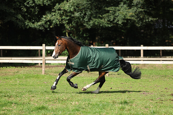 Freedom Turnout light  