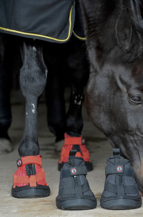 Equine Fusion Recovery (2) black 12  