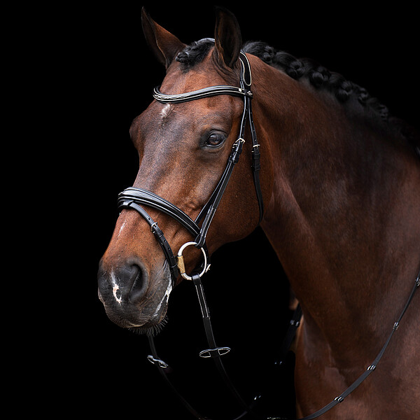 HV Polo Bridle delxe Legacy  