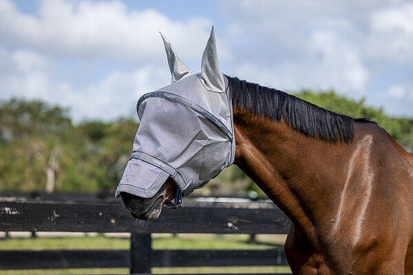 Rambo Flymask  