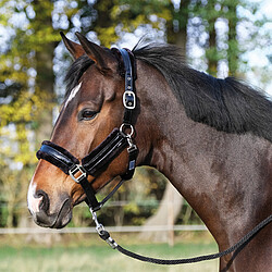 Halfter Comfy-​Lack  