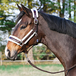 Halfter Comfy-​Lack  