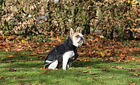 Freedom Dog Rug 150g 