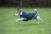 Bucas Freedom Dog Rug 300 
