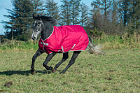 Bucas Freedom TO 300g 120 persian/​red  