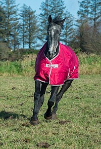 Freedom Turnout 150gr  