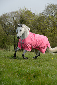 Freedom Turnout light 