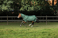 Freedom Turnout light FullNeck 