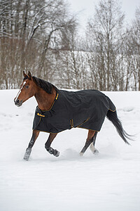 Bucas Irish Turnout extra 140 black/​gold