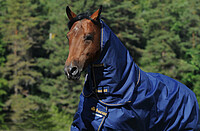 Bucas Irish Turnout Halsteil navy/​gold M