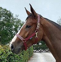 Jubilee Halfter  
