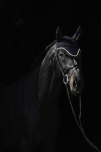 Ohrenhaube 