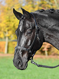 Lederhalfter Colour-​WAVE 