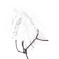 Equiline Vorderzeug VB brown  