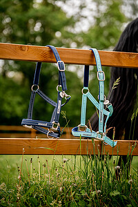 FieldSafe Headcollar  