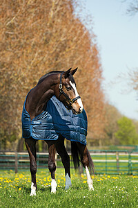 Horseware Liner 200g 130cm navy 