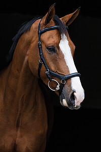 Micklem Deluxe Competition Bridle *  