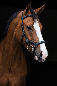 Micklem Deluxe Competition Bridle * 