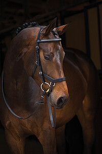 Micklem Diamond Comp. Bridle engl. Leder 