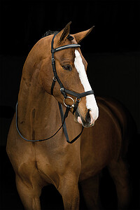Micklem Diamond Competition Bridle 