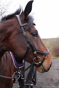 Micklem Multi Bridle  