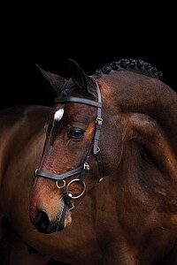 Rambo Micklem Multi Bridle Warmblut 