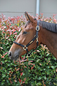 Halfter Control Nylon Full bk  