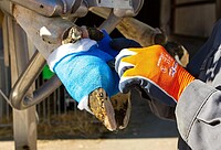 EquiLastic selbsthaftende Bandage  