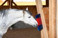 Halbrunde Kratzbürste Betty XL blau-rot  