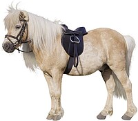 Sattelset Economy Pony schwarz (inkl.Gur 