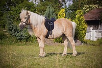 Sattelset Economy Pony schwarz (inkl.Gur 