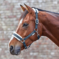 Halfter Elegant 